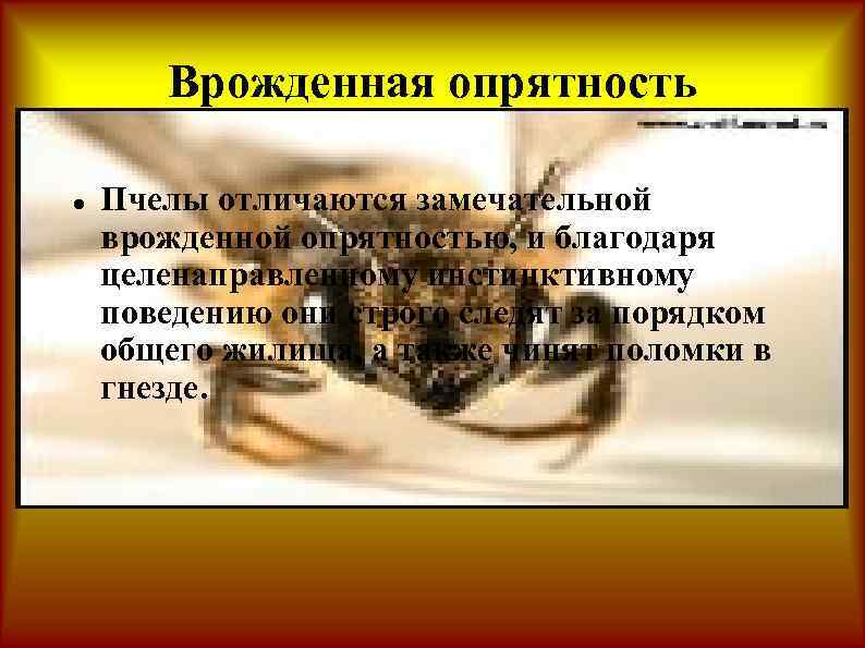 Врожденная опрятность Пчелы отличаются замечательной врожденной опрятностью, и благодаря целенаправленному инстинктивному поведению они строго