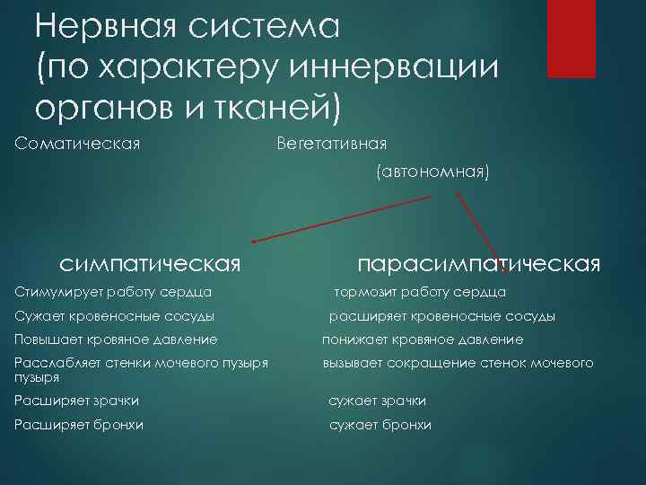 Нервная система (по характеру иннервации органов и тканей) Соматическая Вегетативная (автономная) симпатическая Стимулирует работу