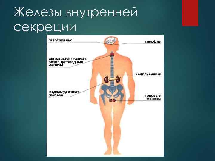 Железы внутренней секреции 