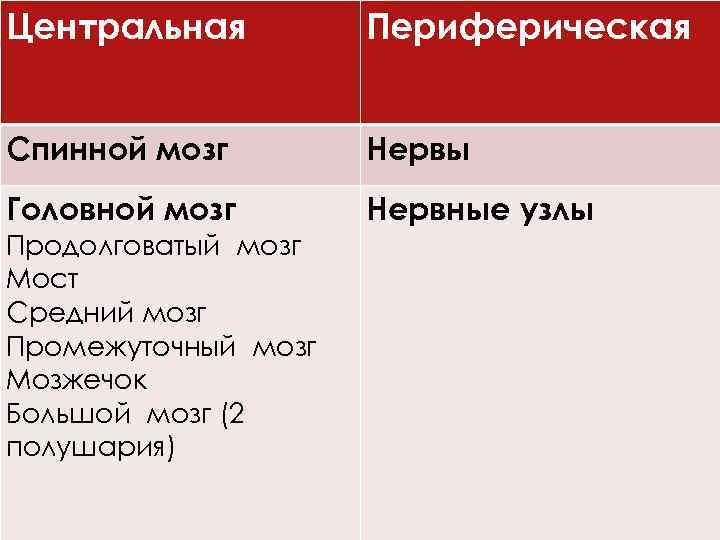 Центральная Периферическая Головной мозг Нервные узлы Нервная система (по анатомическому Спинной мозг Нервы строению)