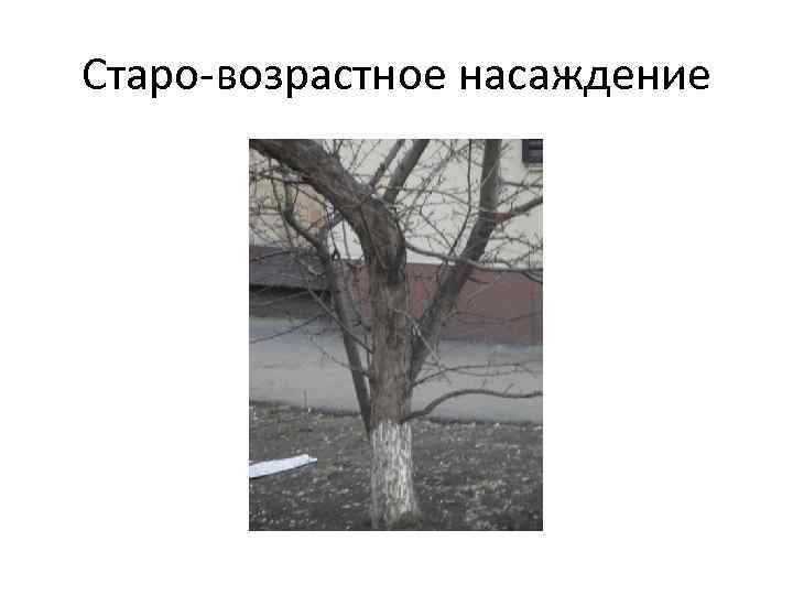 Старо-возрастное насаждение 