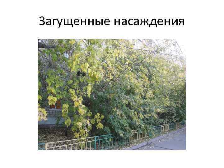 Загущенные насаждения 