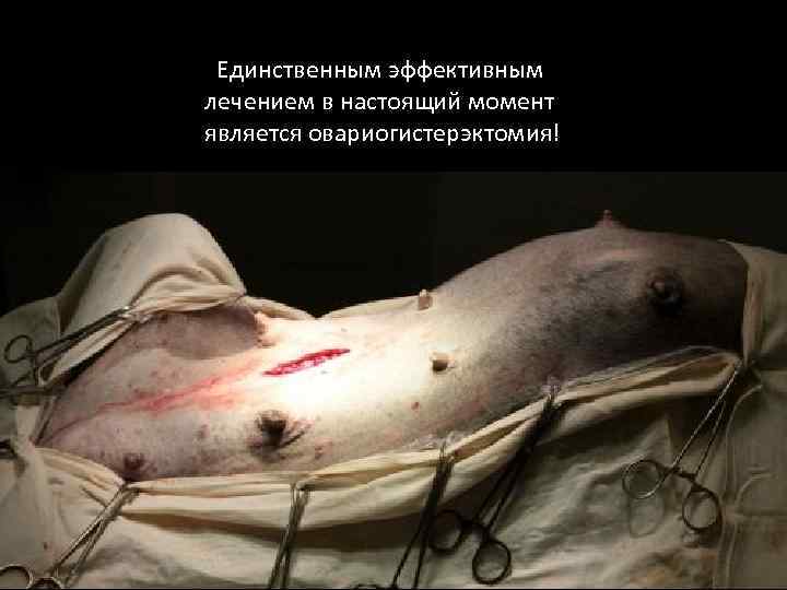 Единственным эффективным лечением в настоящий момент является овариогистерэктомия! 