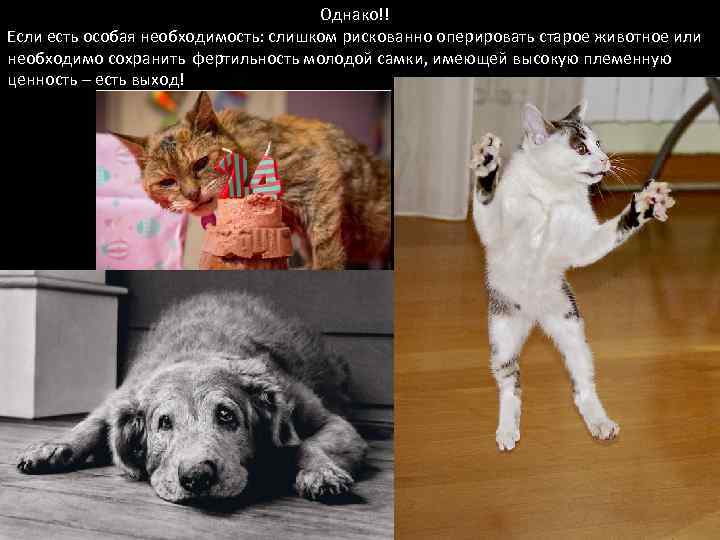 Однако!! Если есть особая необходимость: слишком рискованно оперировать старое животное или необходимо сохранить фертильность