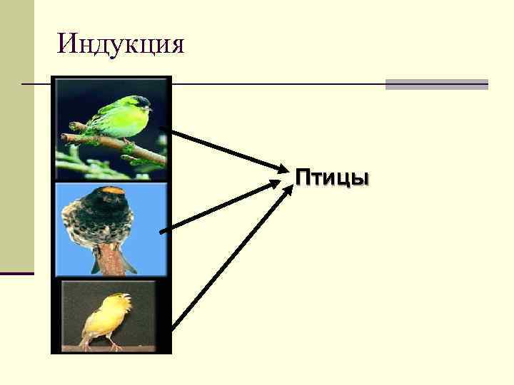 Индукция Птицы 