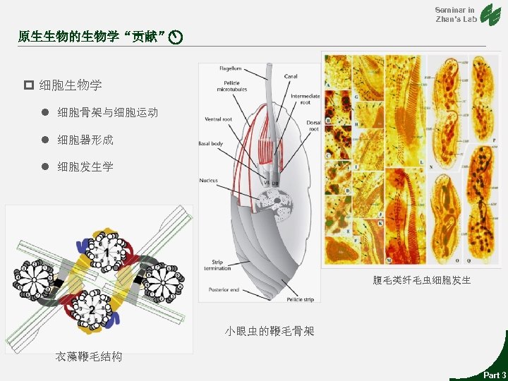Seminar in Zhan’s Lab 原生生物的生物学“贡献” p 细胞生物学 l 细胞骨架与细胞运动 l 细胞器形成 l 细胞发生学 腹毛类纤毛虫细胞发生