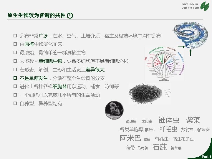 Seminar in Zhan’s Lab 原生生物较为普遍的共性 p 分布非常广泛，在水、空气、土壤介质，宿主及极端环境中均有分布 p 由原核生物演化而来 p 最原始、最简单的一群真核生物 p 大多数为单细胞生物，少数多细胞但不具有细胞分化 p