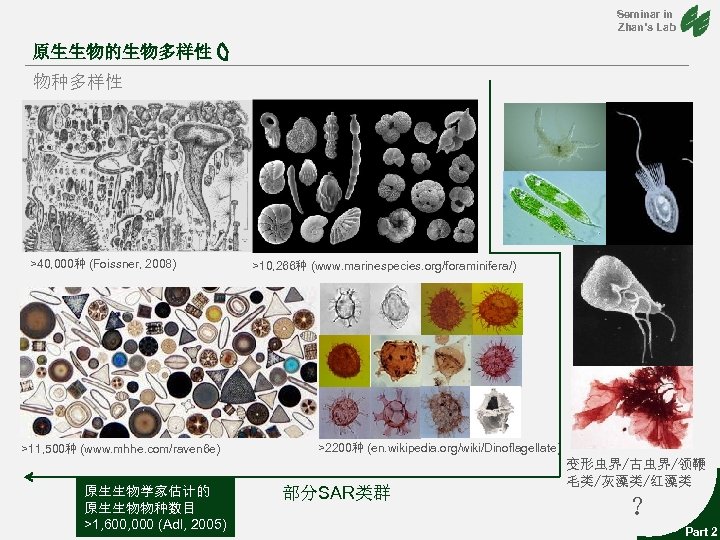 Seminar in Zhan’s Lab 原生生物的生物多样性 物种多样性 >40, 000种 (Foissner, 2008) >11, 500种 (www. mhhe.