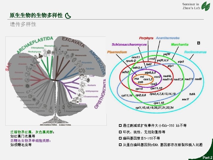 Seminar in Zhan’s Lab 原生生物的生物多样性 遗传多样性 p 通过删减或扩张事件大小 6 kb-350 kb不等 泛植物界红藻、灰色藻类群： 如红藻门衣藻等 后鞭毛生物界单细胞类群：