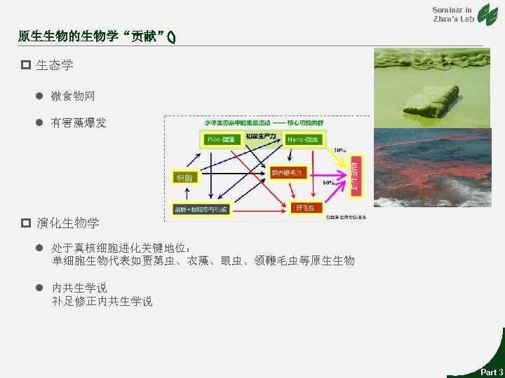Seminar in Zhan’s Lab 原生生物的生物学“贡献” p 生态学 l 微食物网 l 有害藻爆发 p 演化生物学 l