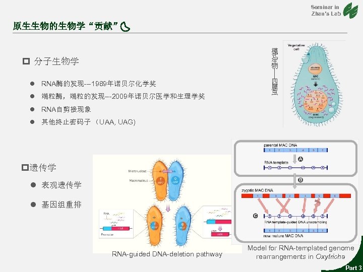 Seminar in Zhan’s Lab 原生生物的生物学“贡献” 模 式 生 物 p 分子生物学 --- l RNA酶的发现---1989年诺贝尔化学奖