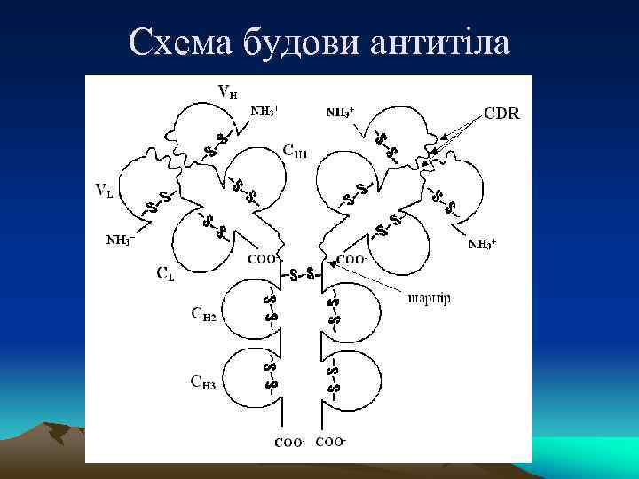 Схема будови антитіла 