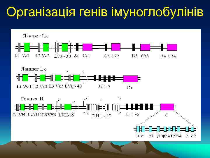 Організація генів імуноглобулінів 