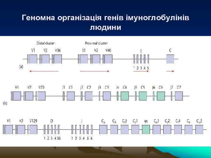 Геномна організація генів імуноглобулінів людини 