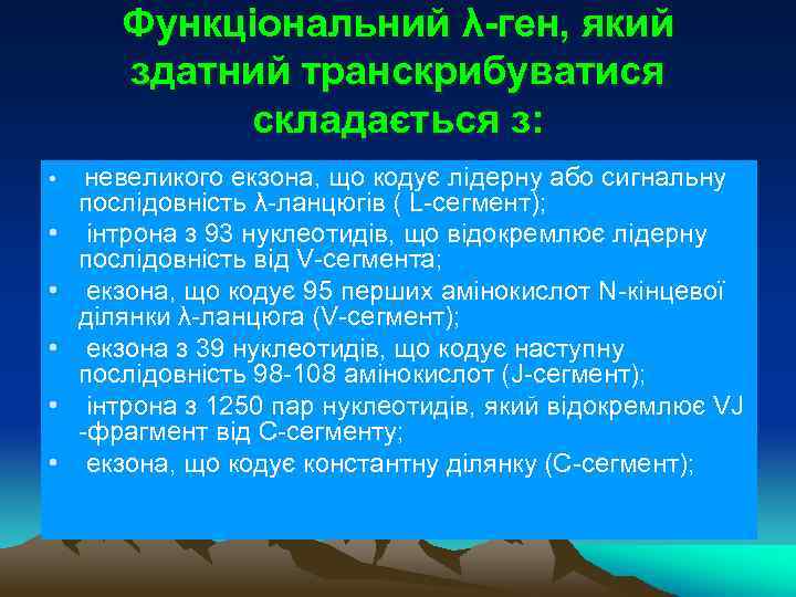 Функціональний λ-ген, який здатний транскрибуватися складається з: • • • невеликого екзона, що кодує