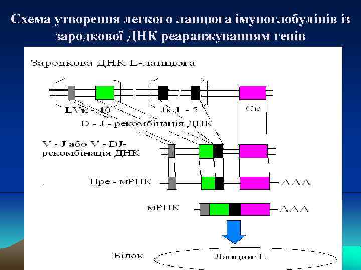 Схема утворення легкого ланцюга імуноглобулінів із зародкової ДНК реаранжуванням генів 