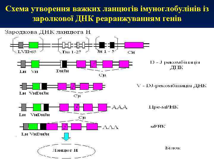 Схема утворення важких ланцюгів імуноглобулінів із заролкової ДНК реаранжуванням генів 