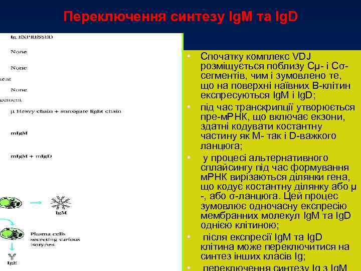 Переключення синтезу Ig. М та Ig. D • Спочатку комплекс VDJ розміщується поблизу Сμ-