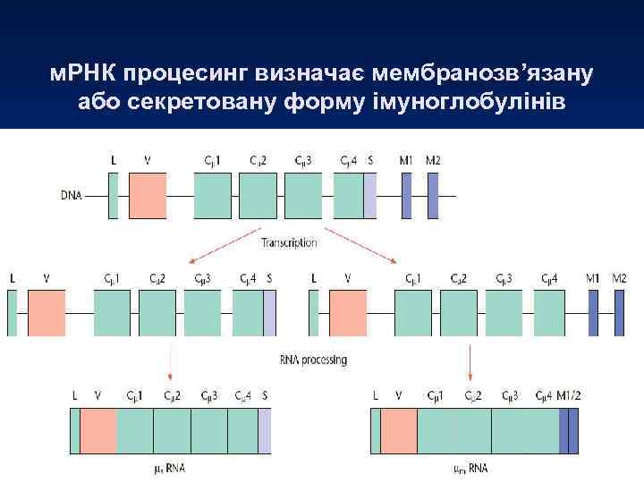 м. РНК процесинг визначає мембранозв’язану або секретовану форму імуноглобулінів 