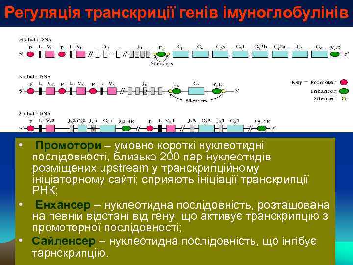 Регуляція транскриції генів імуноглобулінів • Промотори – умовно короткі нуклеотидні послідовності, близько 200 пар