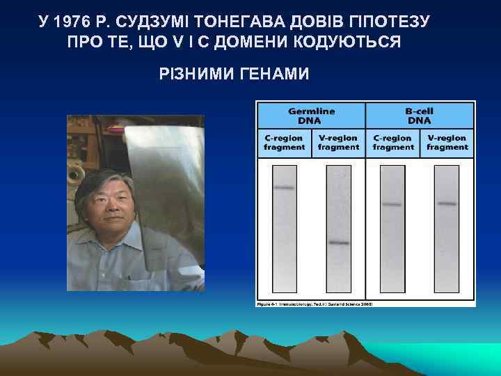 У 1976 Р. СУДЗУМІ ТОНЕГАВА ДОВІВ ГІПОТЕЗУ ПРО ТЕ, ЩО V І C ДОМЕНИ