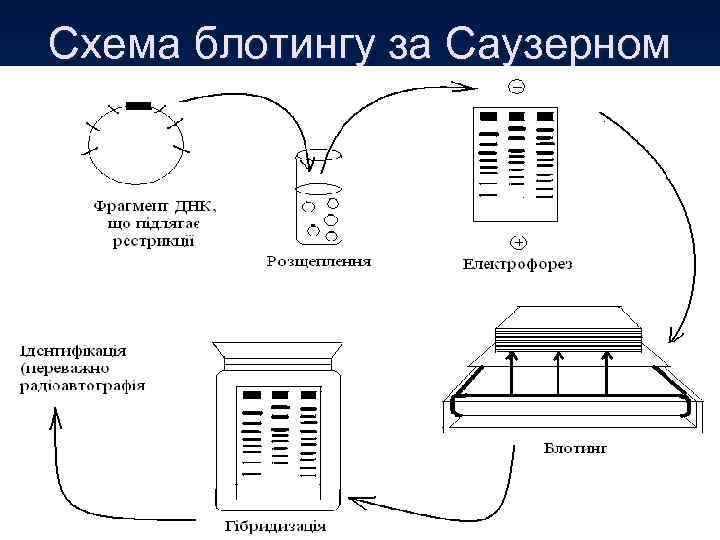 Схема блотингу за Саузерном 