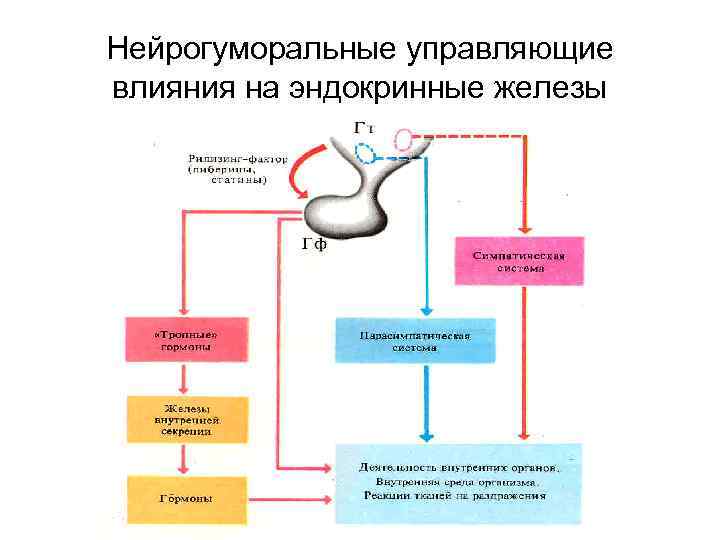 Нейрогуморальные управляющие влияния на эндокринные железы 