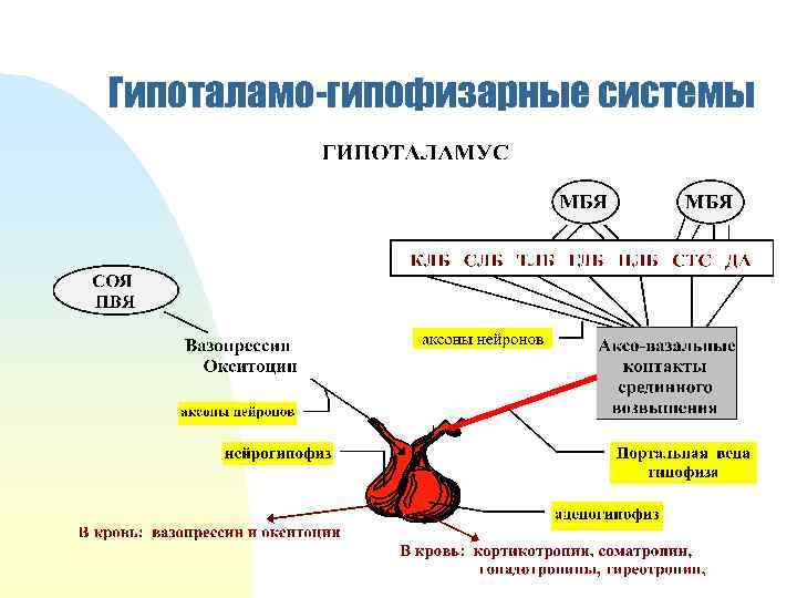 Гипоталамо-гипофизарные системы 