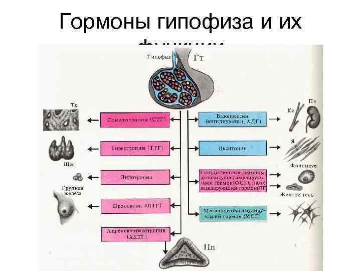 Гормоны гипофиза и их функции 