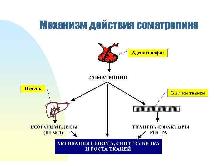 Механизм действия соматропина 