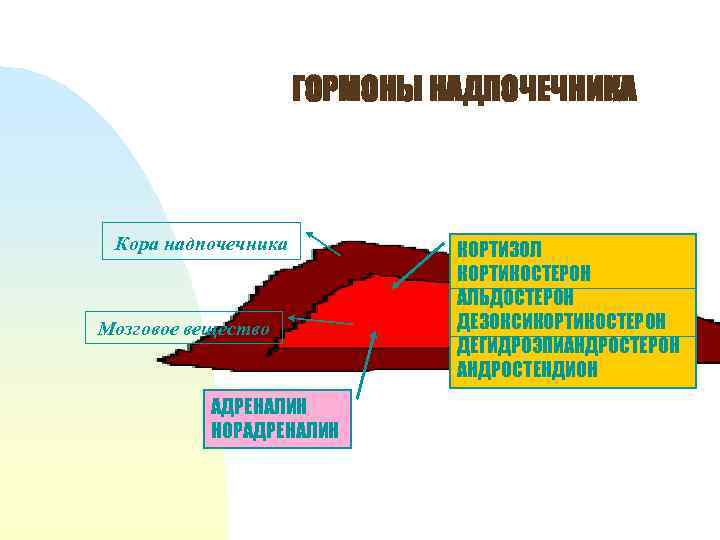 ГОРМОНЫ НАДПОЧЕЧНИКА Кора надпочечника Мозговое вещество АДРЕНАЛИН НОРАДРЕНАЛИН КОРТИЗОЛ КОРТИКОСТЕРОН АЛЬДОСТЕРОН ДЕЗОКСИКОРТИКОСТЕРОН ДЕГИДРОЭПИАНДРОСТЕРОН АНДРОСТЕНДИОН