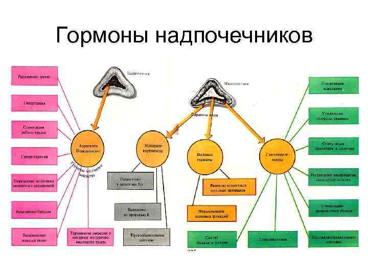 Гормоны надпочечников 