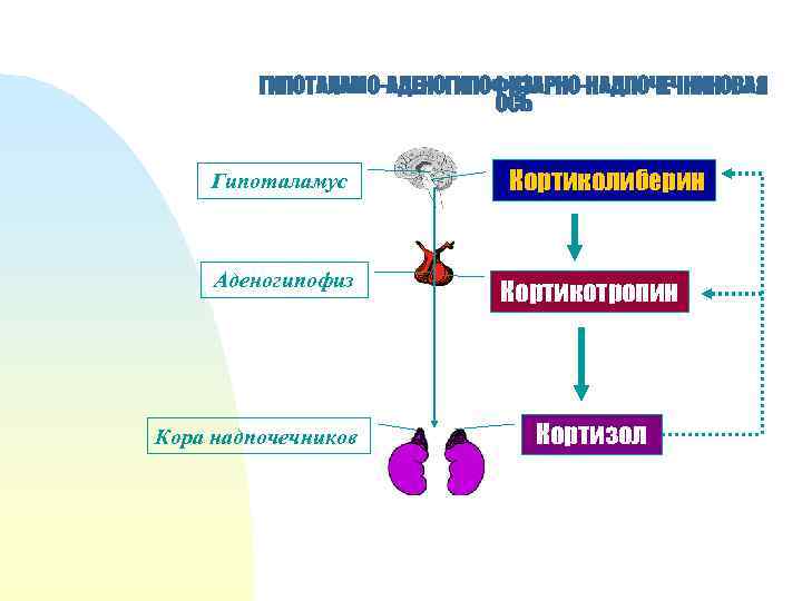 ГИПОТАЛАМО-АДЕНОГИПОФИЗАРНО-НАДПОЧЕЧНИКОВАЯ ОСЬ Гипоталамус Аденогипофиз Кора надпочечников Кортиколиберин Кортикотропин Кортизол 