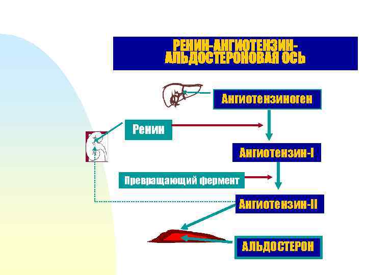 РЕНИН-АНГИОТЕНЗИНАЛЬДОСТЕРОНОВАЯ ОСЬ Ангиотензиноген Ренин Ангиотензин-I Превращающий фермент Ангиотензин-II АЛЬДОСТЕРОН 