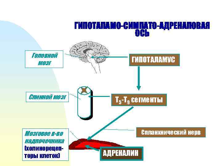 ГИПОТАЛАМО-СИМПАТО-АДРЕНАЛОВАЯ ОСЬ Головной мозг Спинной мозг ГИПОТАЛАМУС Т 5 -Т 9 сегменты Спланхнический нерв