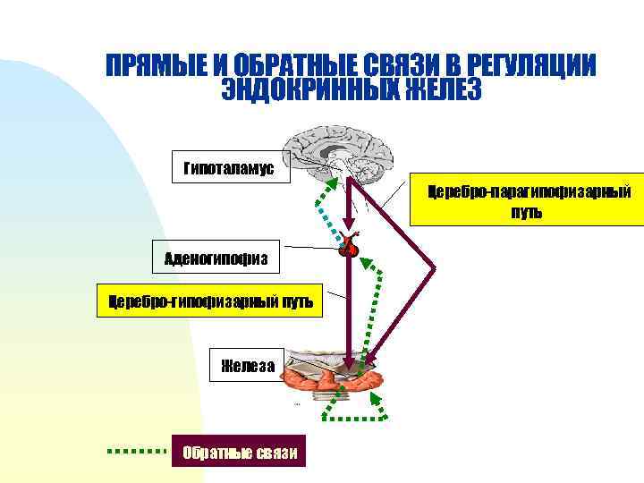 ПРЯМЫЕ И ОБРАТНЫЕ СВЯЗИ В РЕГУЛЯЦИИ ЭНДОКРИННЫХ ЖЕЛЕЗ Гипоталамус Церебро-парагипофизарный путь Аденогипофиз Церебро-гипофизарный путь