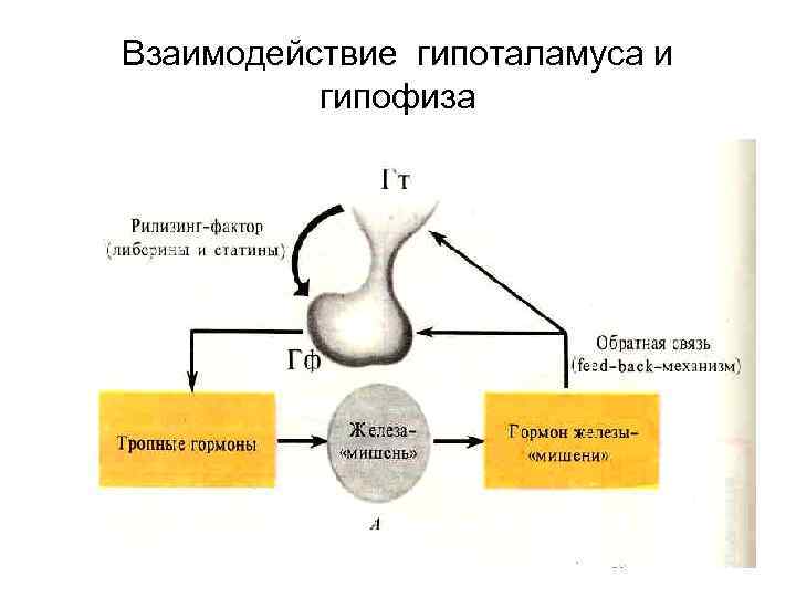 Взаимодействие гипоталамуса и гипофиза 