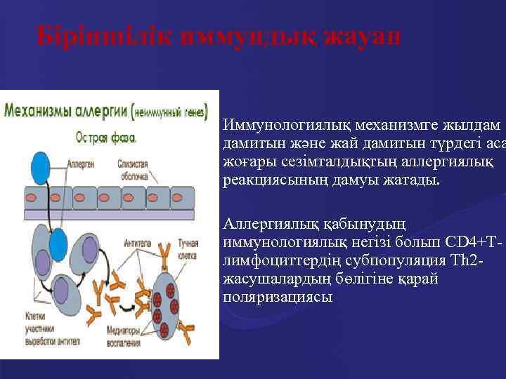 Біріншілік иммундық жауап n Иммунологиялық механизмге жылдам дамитын және жай дамитын түрдегі аса жоғары