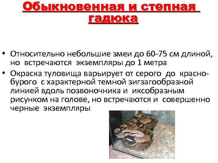 Обыкновенная и степная гадюка • Относительно небольшие змеи до 60 -75 см длиной, но