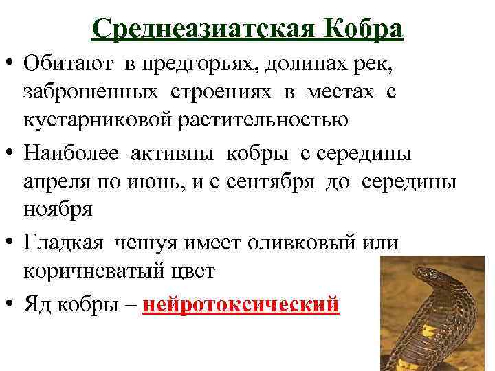 Среднеазиатская Кобра • Обитают в предгорьях, долинах рек, заброшенных строениях в местах с кустарниковой