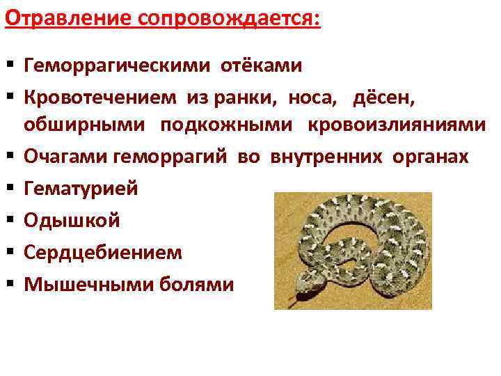 Отравление сопровождается: § Геморрагическими отёками § Кровотечением из ранки, носа, дёсен, обширными подкожными кровоизлияниями