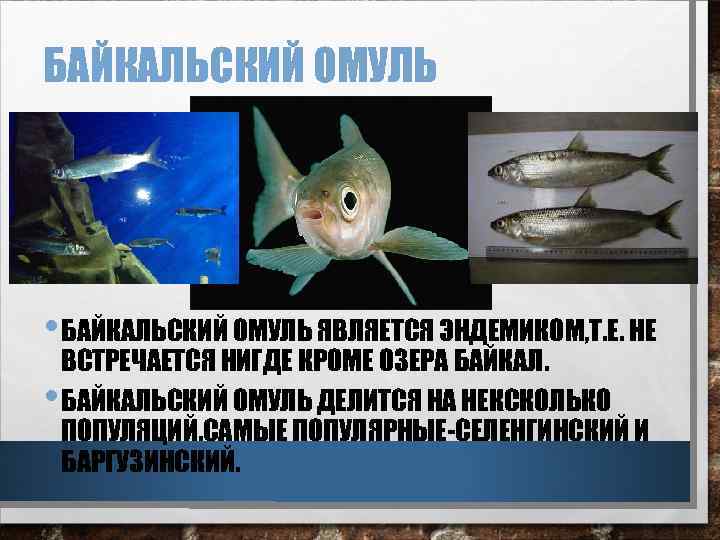 БАЙКАЛЬСКИЙ ОМУЛЬ • БАЙКАЛЬСКИЙ ОМУЛЬ ЯВЛЯЕТСЯ ЭНДЕМИКОМ, Т. Е. НЕ • ВСТРЕЧАЕТСЯ НИГДЕ КРОМЕ