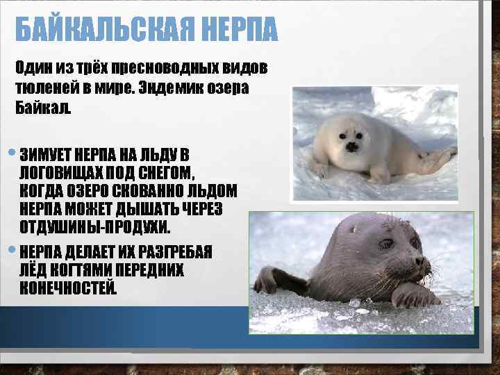 БАЙКАЛЬСКАЯ НЕРПА Один из трёх пресноводных видов тюленей в мире. Эндемик озера Байкал. •