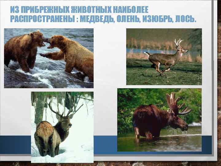 ИЗ ПРИБРЕЖНЫХ ЖИВОТНЫХ НАИБОЛЕЕ РАСПРОСТРАНЕНЫ : МЕДВЕДЬ, ОЛЕНЬ, ИЗЮБРЬ, ЛОСЬ. 