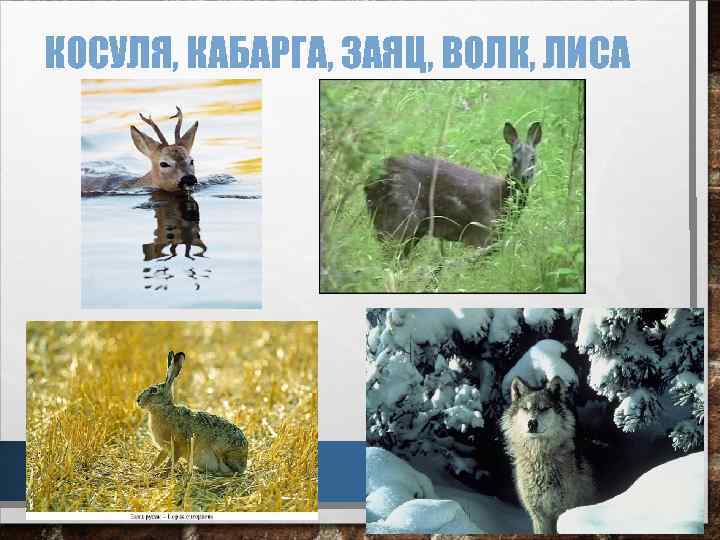 КОСУЛЯ, КАБАРГА, ЗАЯЦ, ВОЛК, ЛИСА 