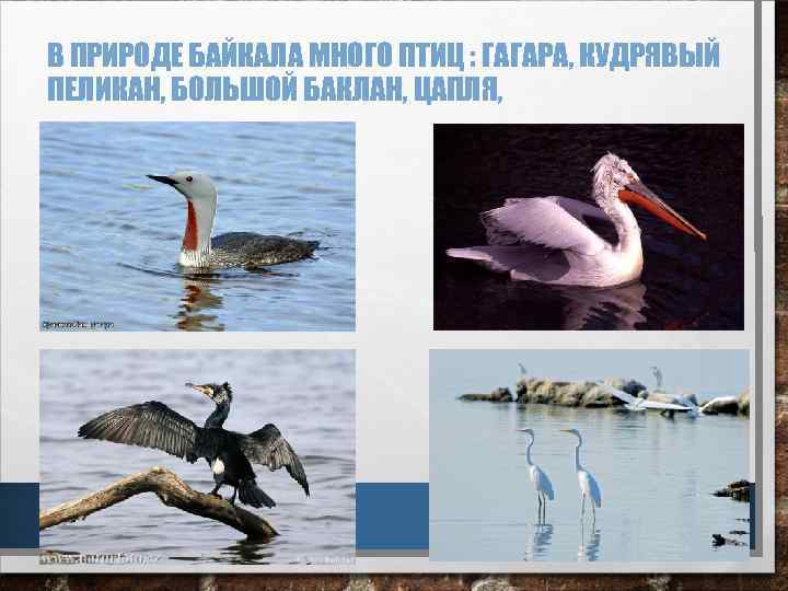В ПРИРОДЕ БАЙКАЛА МНОГО ПТИЦ : ГАГАРА, КУДРЯВЫЙ ПЕЛИКАН, БОЛЬШОЙ БАКЛАН, ЦАПЛЯ, 