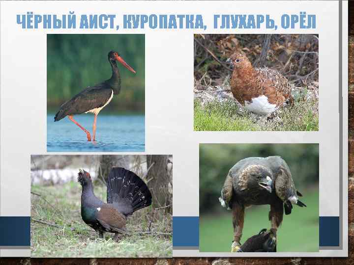ЧЁРНЫЙ АИСТ, КУРОПАТКА, ГЛУХАРЬ, ОРЁЛ 