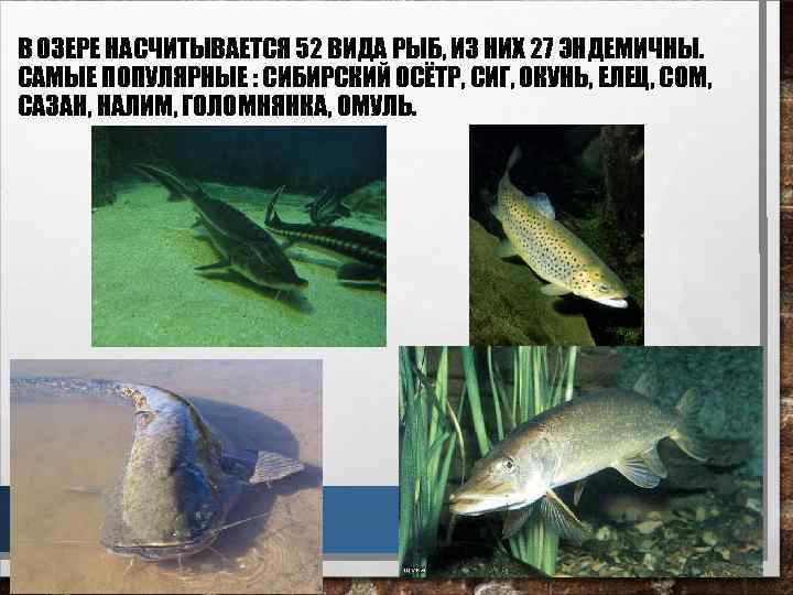 В ОЗЕРЕ НАСЧИТЫВАЕТСЯ 52 ВИДА РЫБ, ИЗ НИХ 27 ЭНДЕМИЧНЫ. САМЫЕ ПОПУЛЯРНЫЕ : СИБИРСКИЙ
