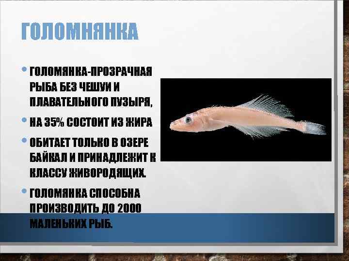 ГОЛОМНЯНКА • ГОЛОМЯНКА-ПРОЗРАЧНАЯ РЫБА БЕЗ ЧЕШУИ И ПЛАВАТЕЛЬНОГО ПУЗЫРЯ, • НА 35% СОСТОИТ ИЗ