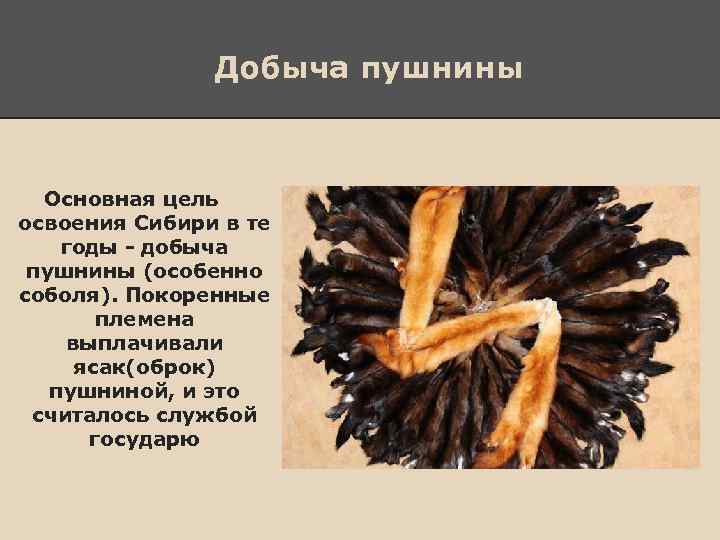 Добыча пушнины Основная цель освоения Сибири в те годы - добыча пушнины (особенно соболя).
